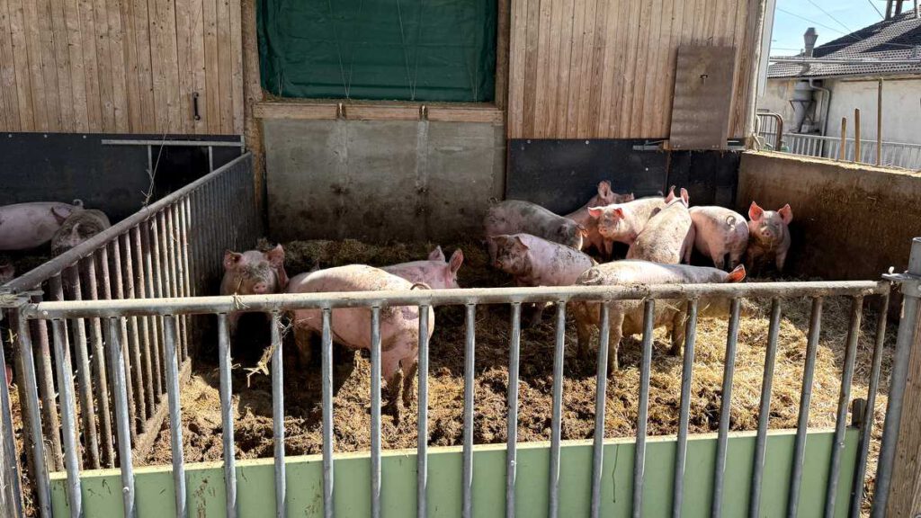 Bioschweine